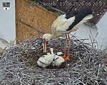 Capi_Dubne_20260613_082003.jpg