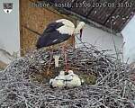 Capi_Dubne_20260613_083002.jpg