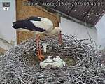 Capi_Dubne_20260613_084502.jpg