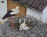 Capi_Dubne_20260613_085502.jpg