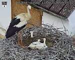 Capi_Dubne_20260613_090502.jpg