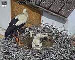 Capi_Dubne_20260613_092003.jpg