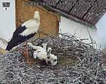 Capi_Dubne_20260613_092502.jpg