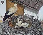 Capi_Dubne_20260613_093002.jpg