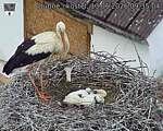 Capi_Dubne_20260613_093504.jpg