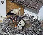 Capi_Dubne_20260613_095003.jpg