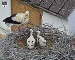 Capi_Dubne_20260613_100003.jpg