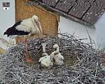 Capi_Dubne_20260613_100502.jpg