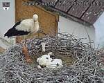 Capi_Dubne_20260613_101003.jpg