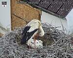 Capi_Dubne_20260613_104502.jpg