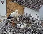 Capi_Dubne_20260613_105004.jpg
