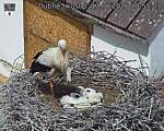 Capi_Dubne_20260613_105503.jpg