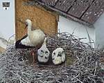 Capi_Dubne_20260613_110503.jpg