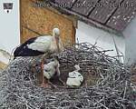 Capi_Dubne_20260613_111004.jpg