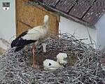 Capi_Dubne_20260613_112003.jpg