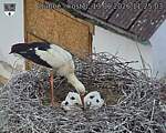 Capi_Dubne_20260613_112503.jpg