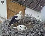 Capi_Dubne_20260613_120002.jpg