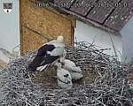 Capi_Dubne_20260613_120503.jpg