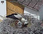 Capi_Dubne_20260613_121503.jpg