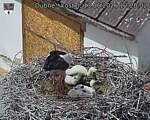 Capi_Dubne_20260613_122003.jpg