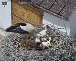 Capi_Dubne_20260613_122502.jpg