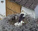 Capi_Dubne_20260613_130003.jpg