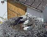 Capi_Dubne_20260613_130504.jpg