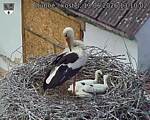 Capi_Dubne_20260613_131002.jpg