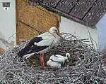 Capi_Dubne_20260613_131503.jpg