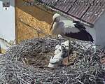 Capi_Dubne_20260613_134002.jpg
