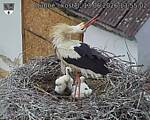 Capi_Dubne_20260613_135502.jpg