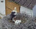 Capi_Dubne_20260613_141504.jpg