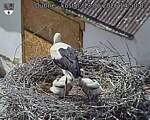 Capi_Dubne_20260613_145003.jpg