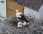 Capi_Dubne_20260613_145502.jpg