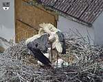 Capi_Dubne_20260613_150003.jpg