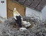Capi_Dubne_20260613_155502.jpg