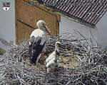 Capi_Dubne_20260613_160003.jpg
