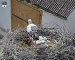 Capi_Dubne_20260613_162002.jpg