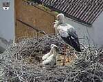 Capi_Dubne_20260613_163002.jpg