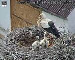 Capi_Dubne_20260613_164002.jpg