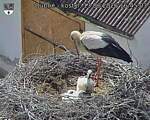 Capi_Dubne_20260613_164503.jpg