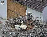 Capi_Dubne_20260613_165002.jpg