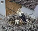 Capi_Dubne_20260613_165503.jpg