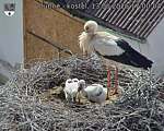 Capi_Dubne_20260613_170004.jpg