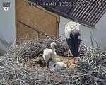 Capi_Dubne_20260613_171003.jpg