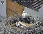 Capi_Dubne_20260613_171502.jpg