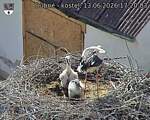 Capi_Dubne_20260613_172003.jpg