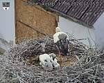 Capi_Dubne_20260613_172502.jpg