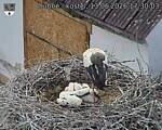 Capi_Dubne_20260613_173003.jpg