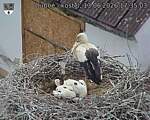 Capi_Dubne_20260613_173503.jpg